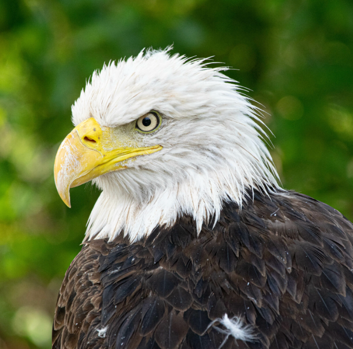 Bald Eagle with white head and yellow beak perched on tree branch